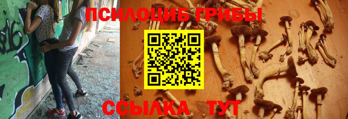 Обнинск  Галлюциногенные грибы Psilocybine cubensis  Вход с VPN 